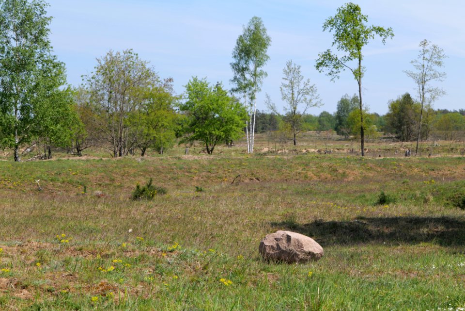 Döberitzer Heide open landscape 2020-05-08 43