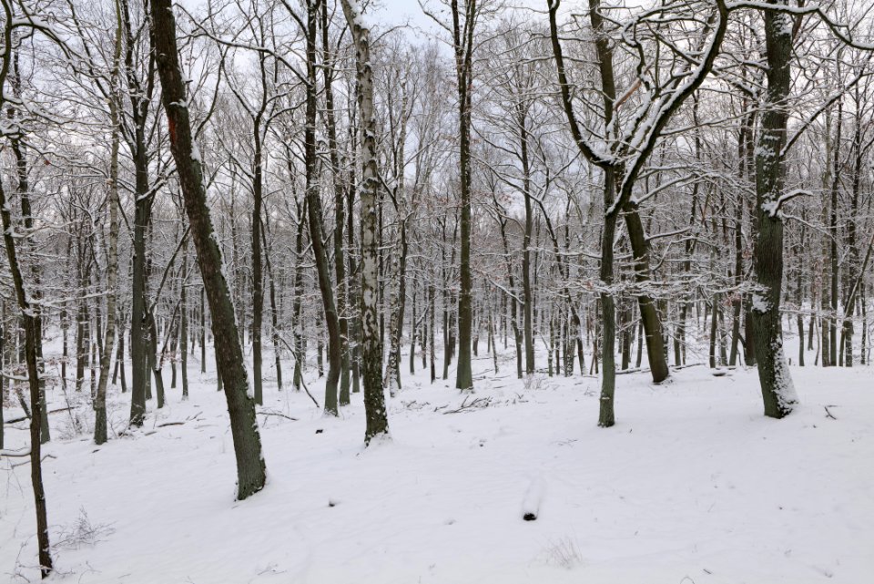 Düppeler Forst north of Königstraße with snow 2021-01-30 32