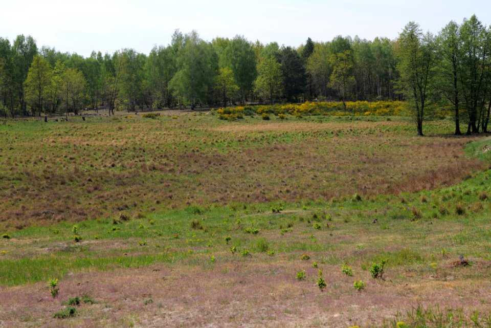 Döberitzer Heide open landscape 2020-05-08 76