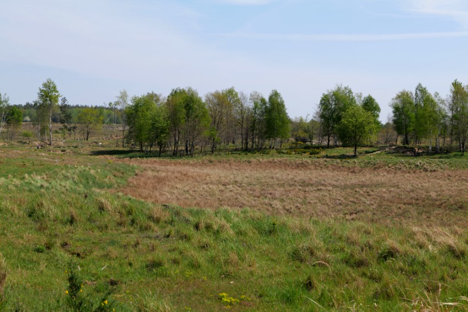Döberitzer Heide open landscape 2020-05-08 79