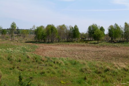 Döberitzer Heide open landscape 2020-05-08 79