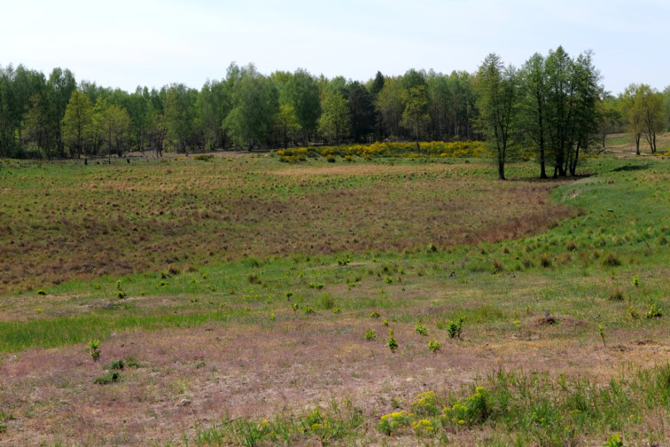 Döberitzer Heide open landscape 2020-05-08 75