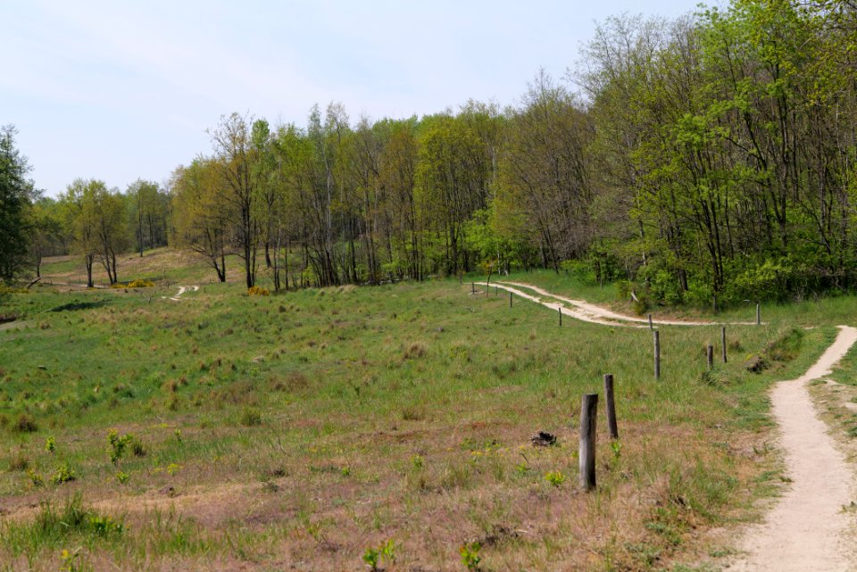 Döberitzer Heide open landscape 2020-05-08 72
