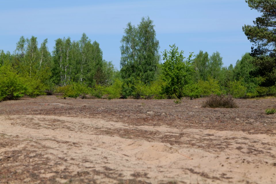 Döberitzer Heide open landscape 2020-05-08 222