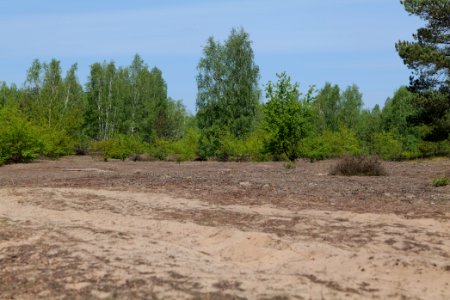 Döberitzer Heide open landscape 2020-05-08 222