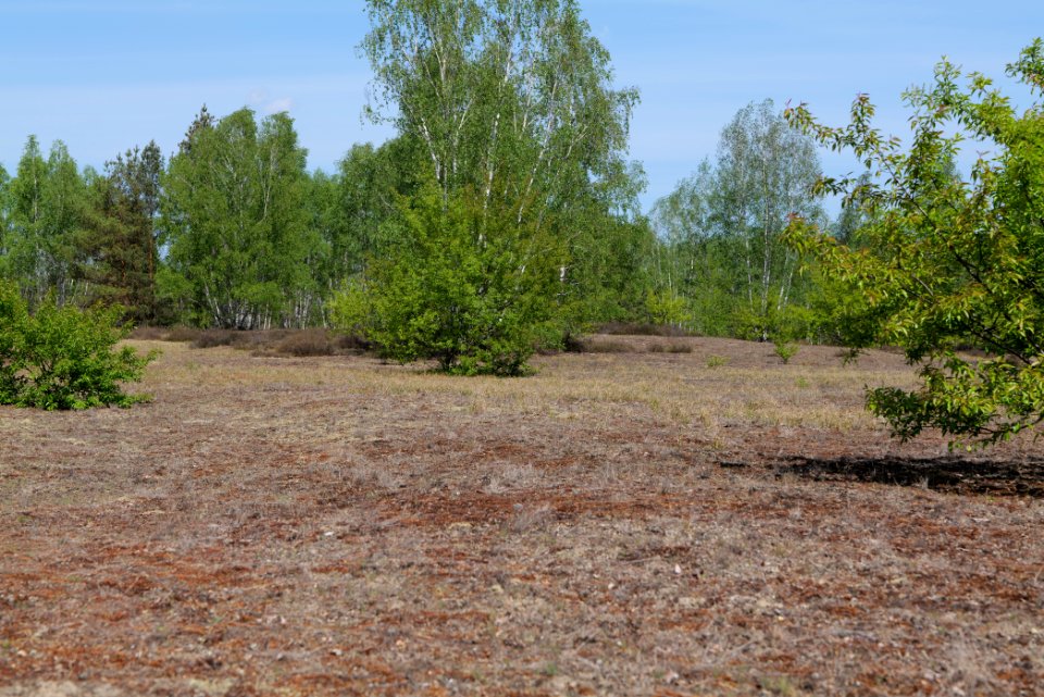 Döberitzer Heide open landscape 2020-05-08 228