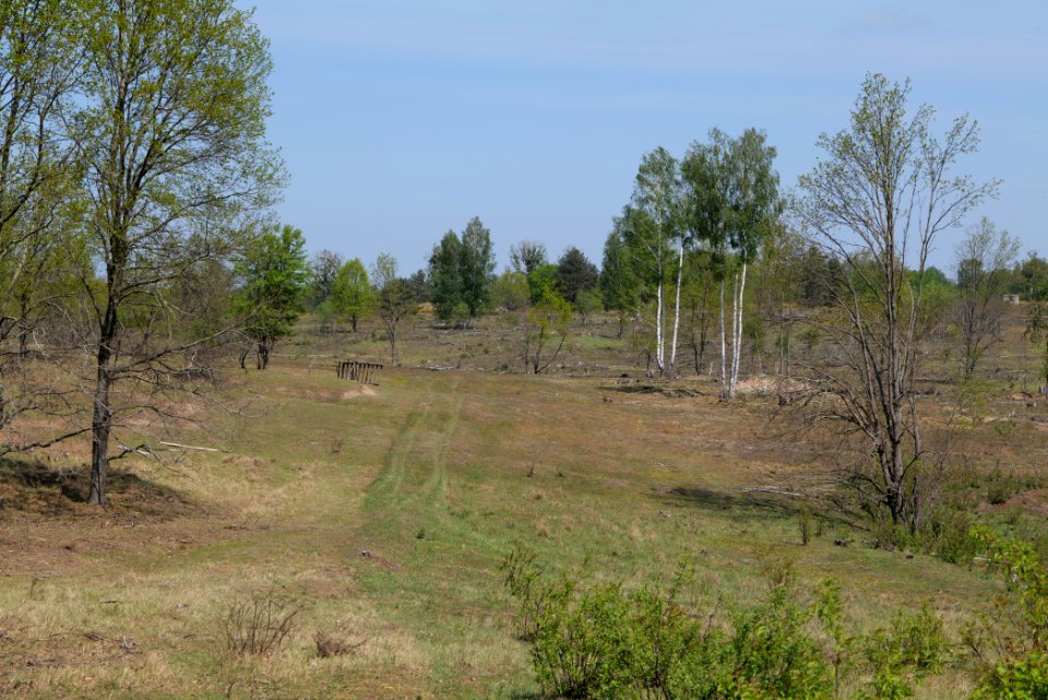 Döberitzer Heide open landscape 2020-05-08 26