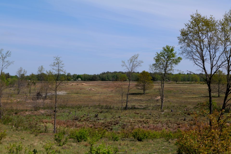 Döberitzer Heide open landscape 2020-05-08 25
