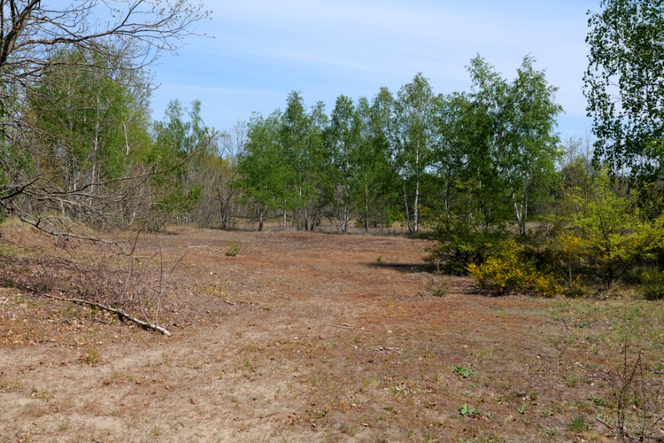 Döberitzer Heide open landscape 2020-05-08 229