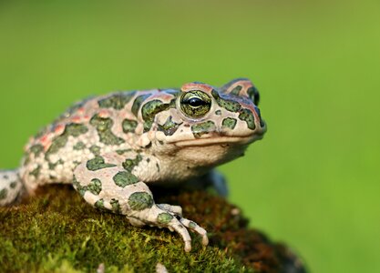 Camo tsarevna croak
