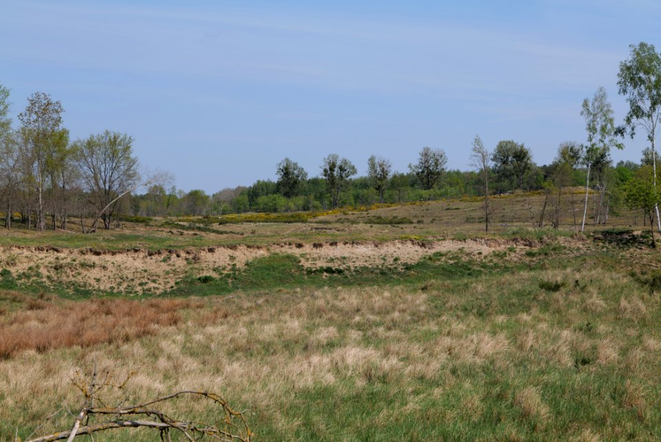 Döberitzer Heide open landscape 2020-05-08 49