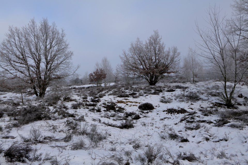 Döberitzer Heide with snow 2021-02-14 83