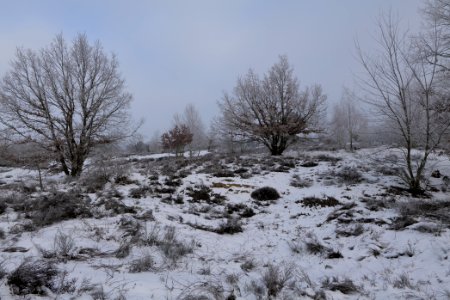 Döberitzer Heide with snow 2021-02-14 83