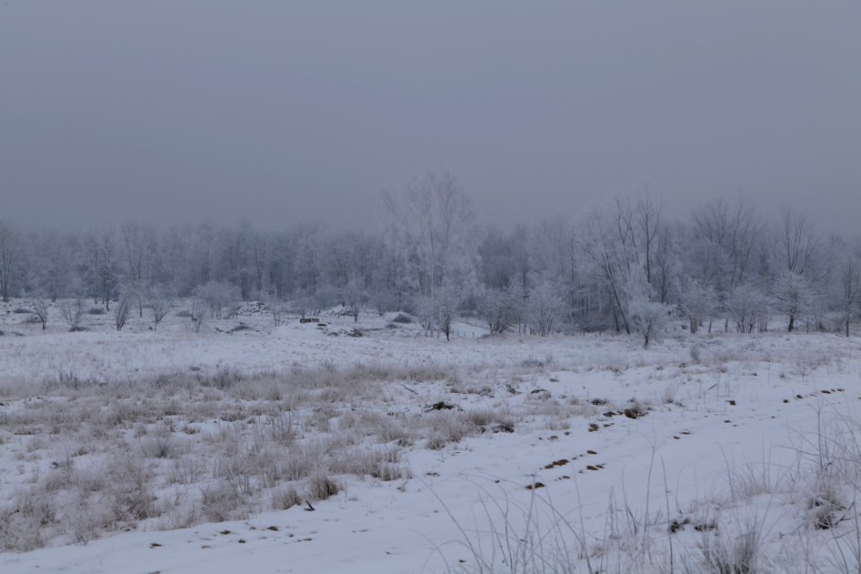 Döberitzer Heide with snow 2021-02-14 53