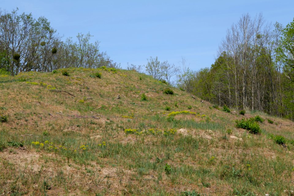 Döberitzer Heide open landscape 2020-05-08 97