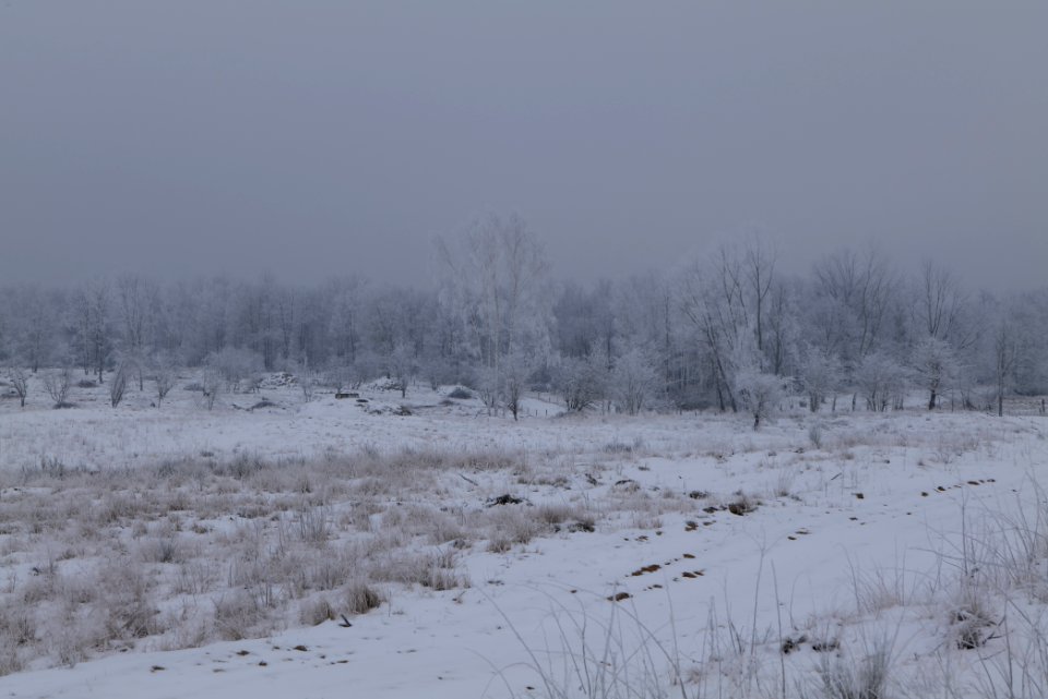 Döberitzer Heide with snow 2021-02-14 56