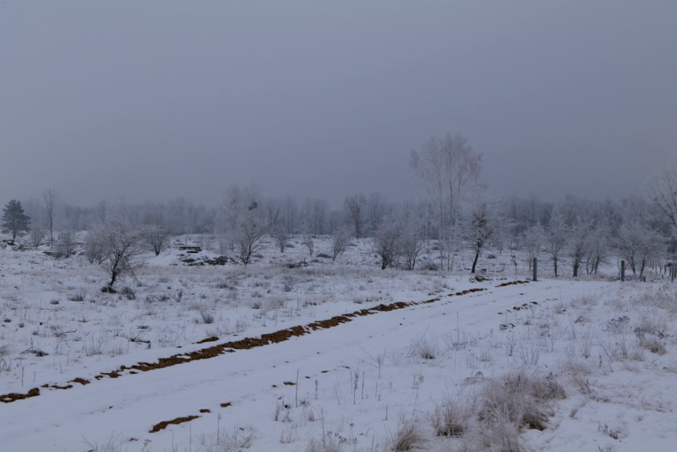 Döberitzer Heide with snow 2021-02-14 51
