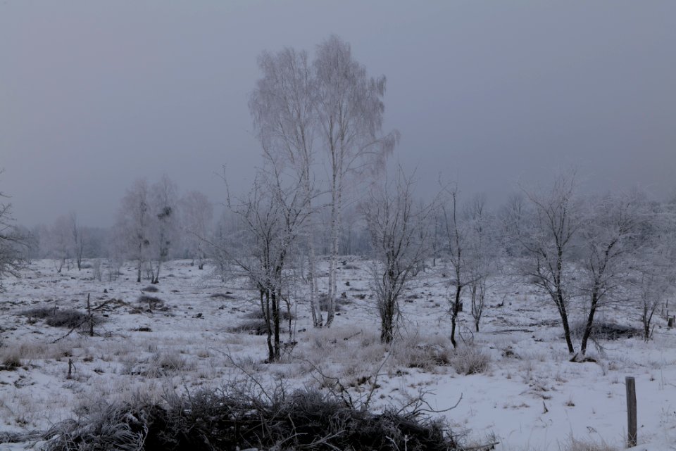 Döberitzer Heide with snow 2021-02-14 48