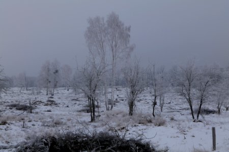 Döberitzer Heide with snow 2021-02-14 48