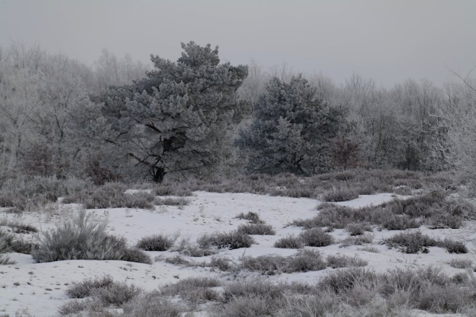 Döberitzer Heide with snow 2021-02-14 93