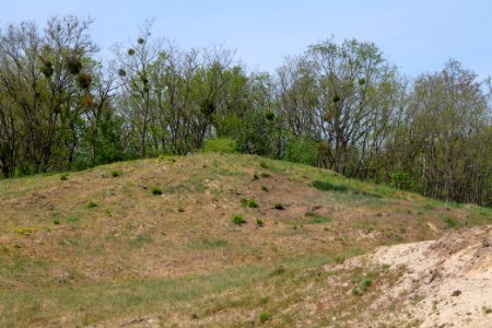 Döberitzer Heide open landscape 2020-05-08 94