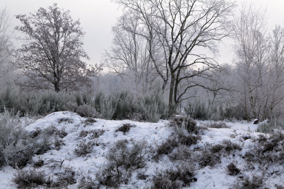 Döberitzer Heide with snow 2021-02-14 81