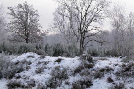 Döberitzer Heide with snow 2021-02-14 81