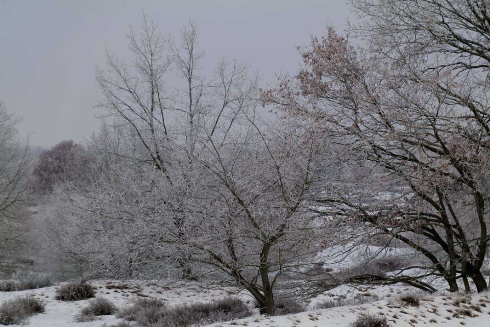 Döberitzer Heide with snow 2021-02-14 89