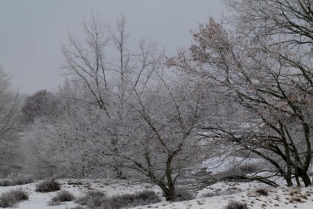 Döberitzer Heide with snow 2021-02-14 89