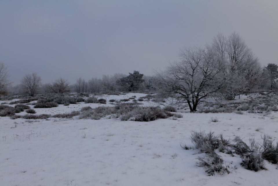 Döberitzer Heide with snow 2021-02-14 87