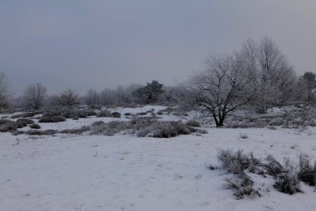 Döberitzer Heide with snow 2021-02-14 87