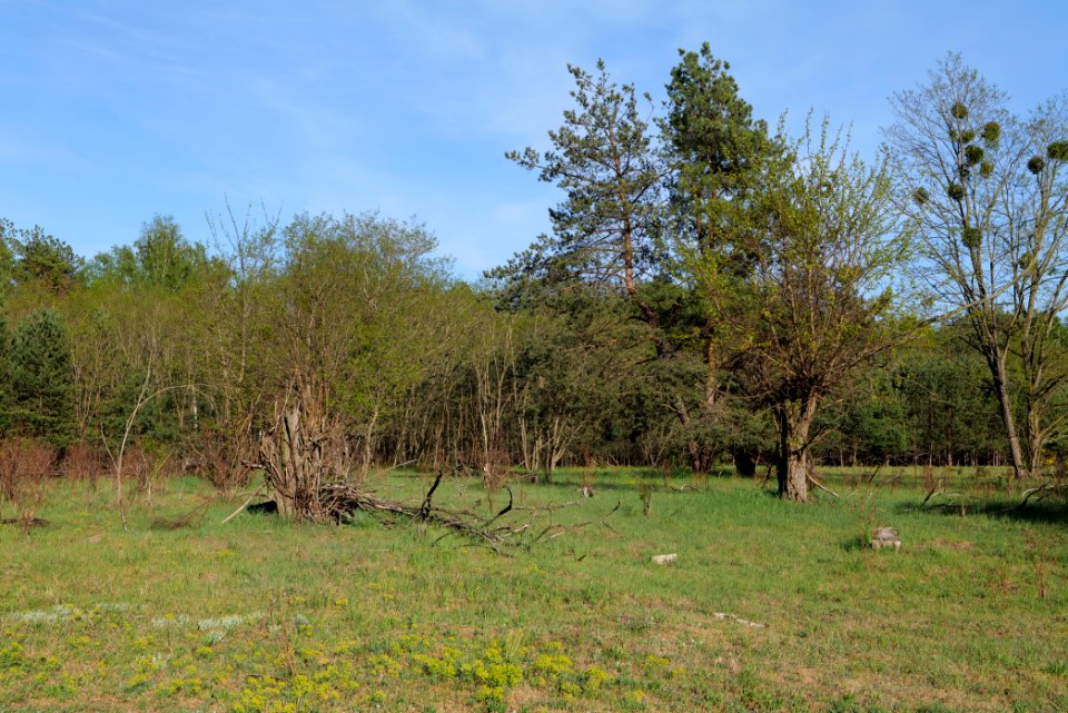 Döberitzer Heide open landscape 2020-05-08 183