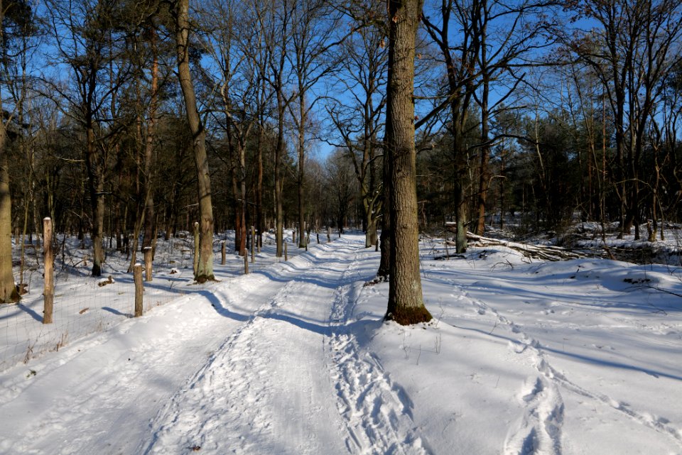 Döberitzer Heide round trail with snow 2021-02-14 114