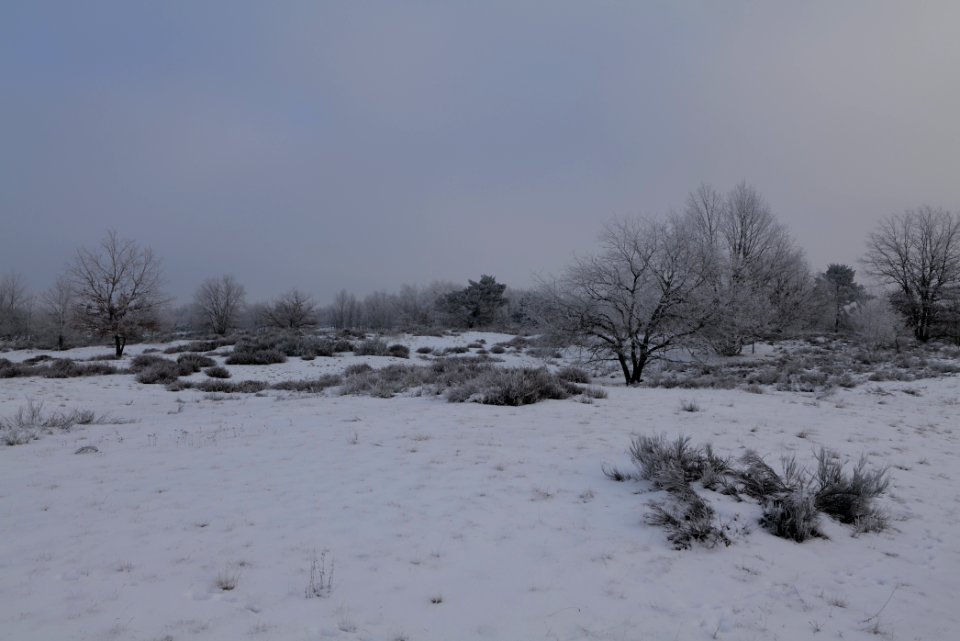 Döberitzer Heide with snow 2021-02-14 86
