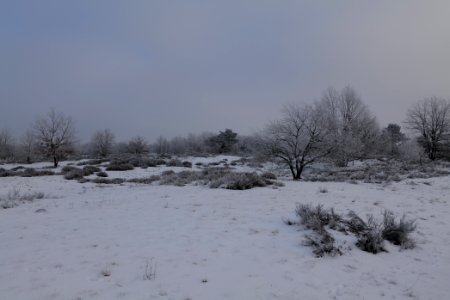 Döberitzer Heide with snow 2021-02-14 86