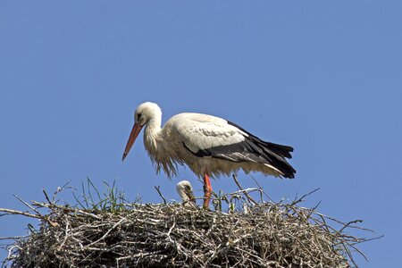 Stork storchennest plumage photo