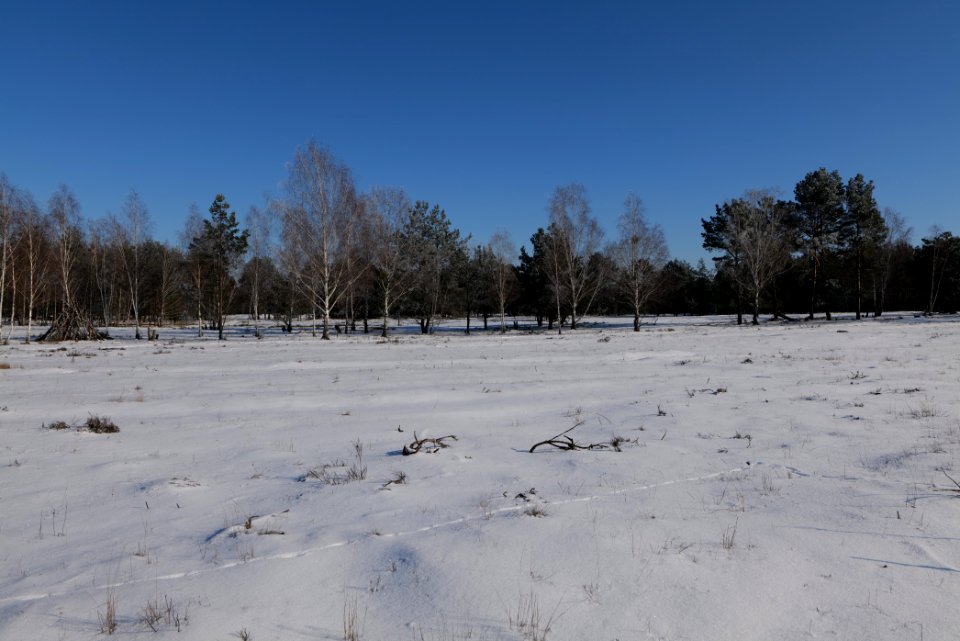 Döberitzer Heide with snow 2021-02-14 198