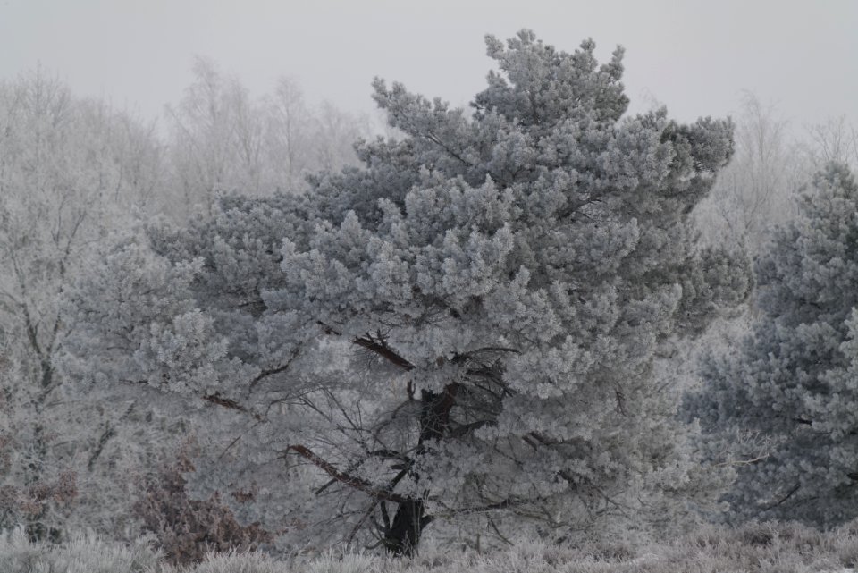 Döberitzer Heide with snow 2021-02-14 99