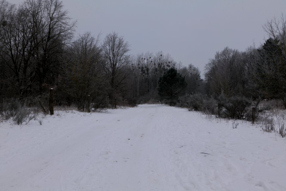 Döberitzer Heide round trail with snow 2021-02-14 05