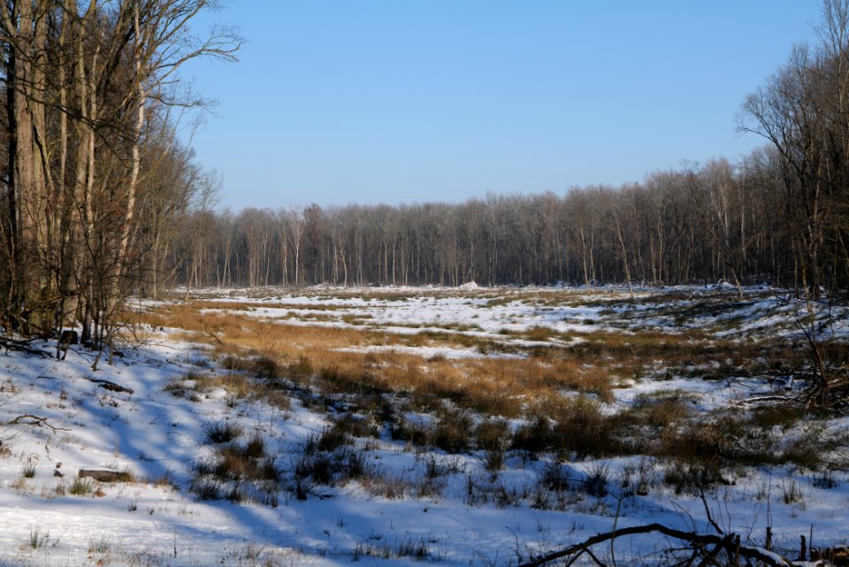Döberitzer Heide with snow 2021-02-14 200