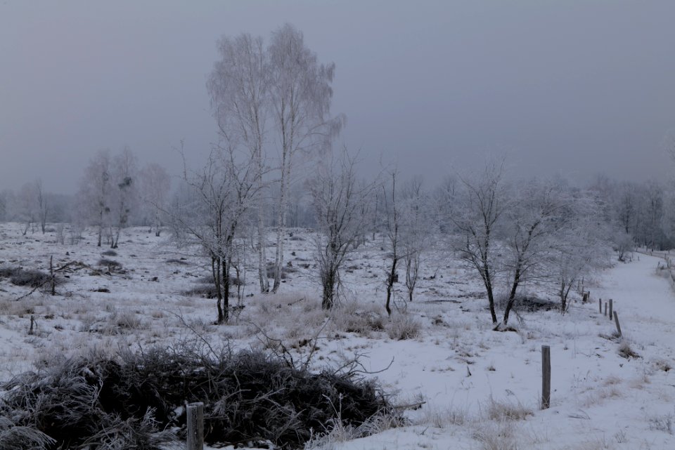 Döberitzer Heide with snow 2021-02-14 49