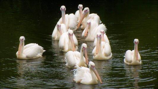 Nature water bird wild birds photo