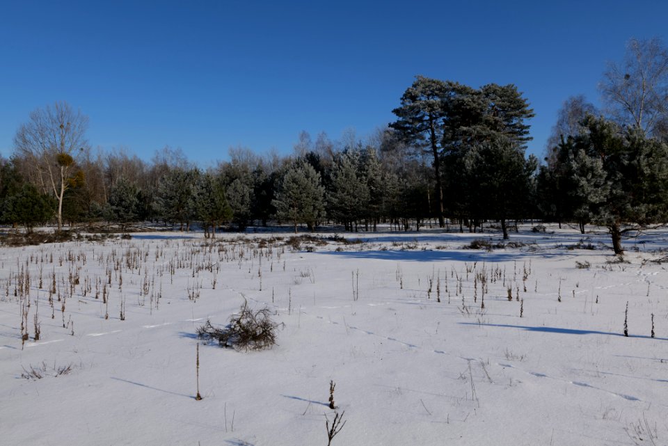 Döberitzer Heide with snow 2021-02-14 191