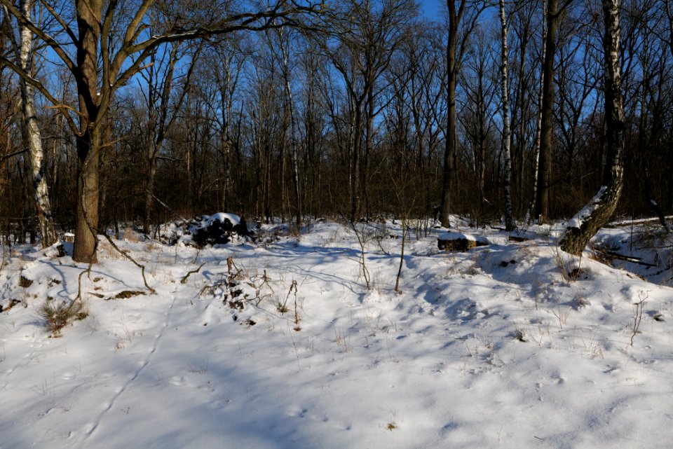 Döberitzer Heide with snow 2021-02-14 199
