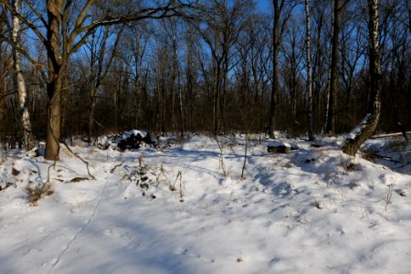 Döberitzer Heide with snow 2021-02-14 199