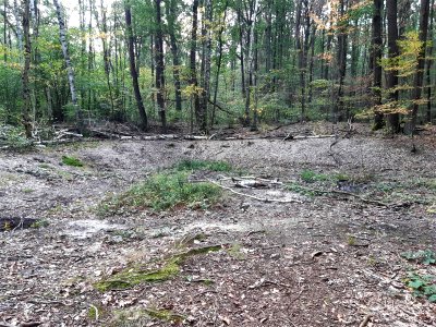 DölauerHeide Rehteich-trocken