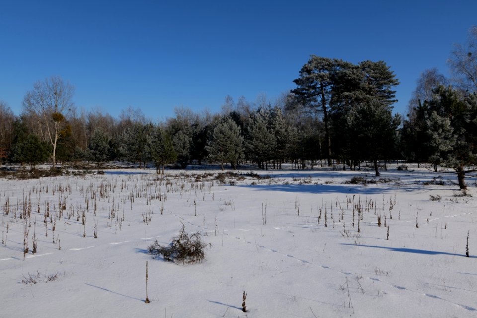 Döberitzer Heide with snow 2021-02-14 194