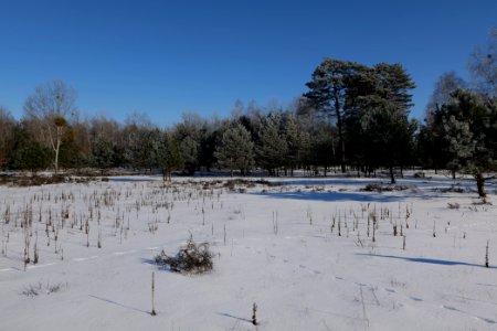 Döberitzer Heide with snow 2021-02-14 194