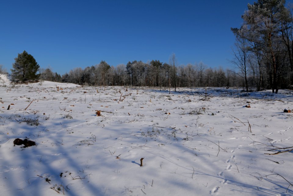 Döberitzer Heide with snow 2021-02-14 170