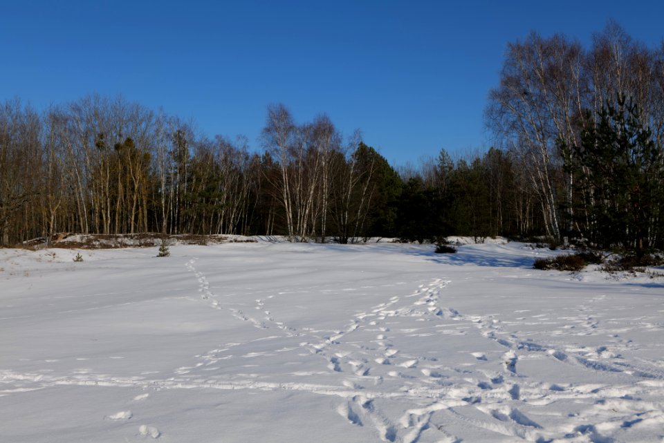 Döberitzer Heide with snow 2021-02-14 204